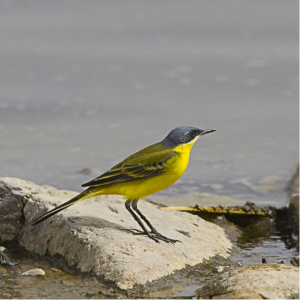 鳥