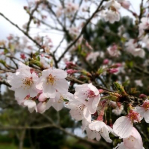 首屆南安櫻花文化旅游節(jié)開幕 休閑文化游成熱點