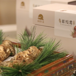 嘗鮮松茸百味，上海莊隱閣松茸品鑒會(huì)完美落幕