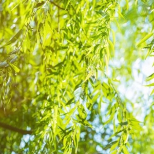 植樹(shù)節(jié)｜關(guān)于樹(shù)木30首詩(shī)歌感受不同