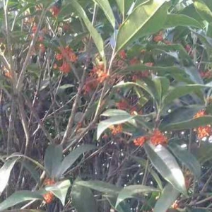上海最大生態(tài)桂花園與一個(gè)人的故事