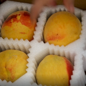 品桃游園，夏季消暑好去處