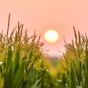 東方風(fēng)來(lái)暖人間——習(xí)近平“兩會(huì)時(shí)間”讓世界理解“中國(guó)之治”