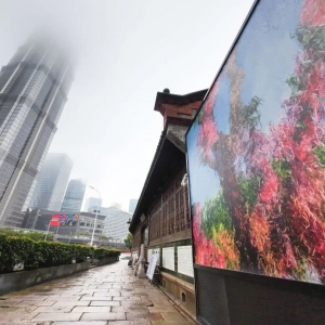 上海一周區(qū)情：春色如許油菜花開遍地醉人游 樂享野趣探尋鄉(xiāng)村文旅“新風(fēng)尚”